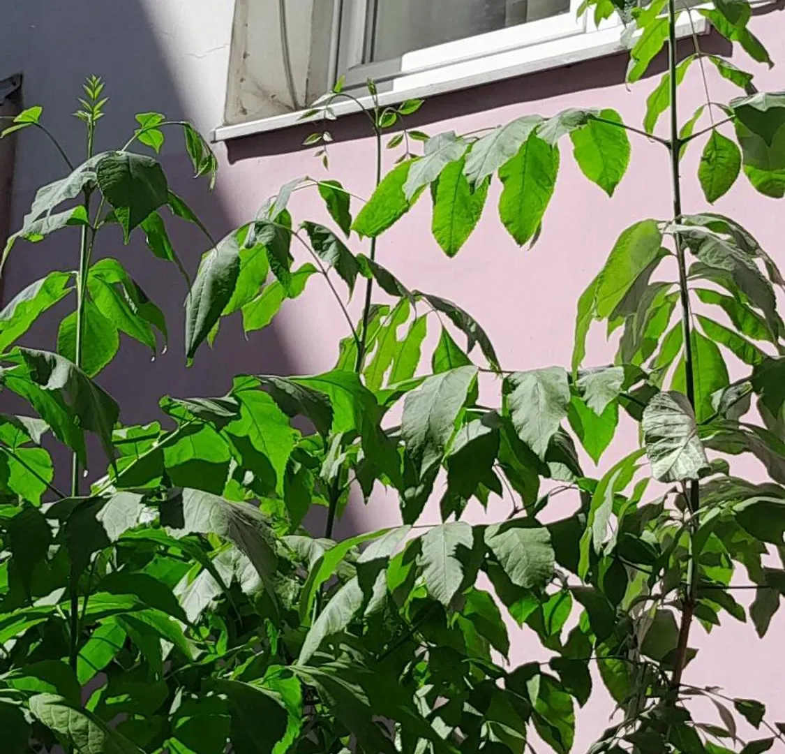 1Ком Апартаменты,Парковка,Улхорватская Apartment Lviv