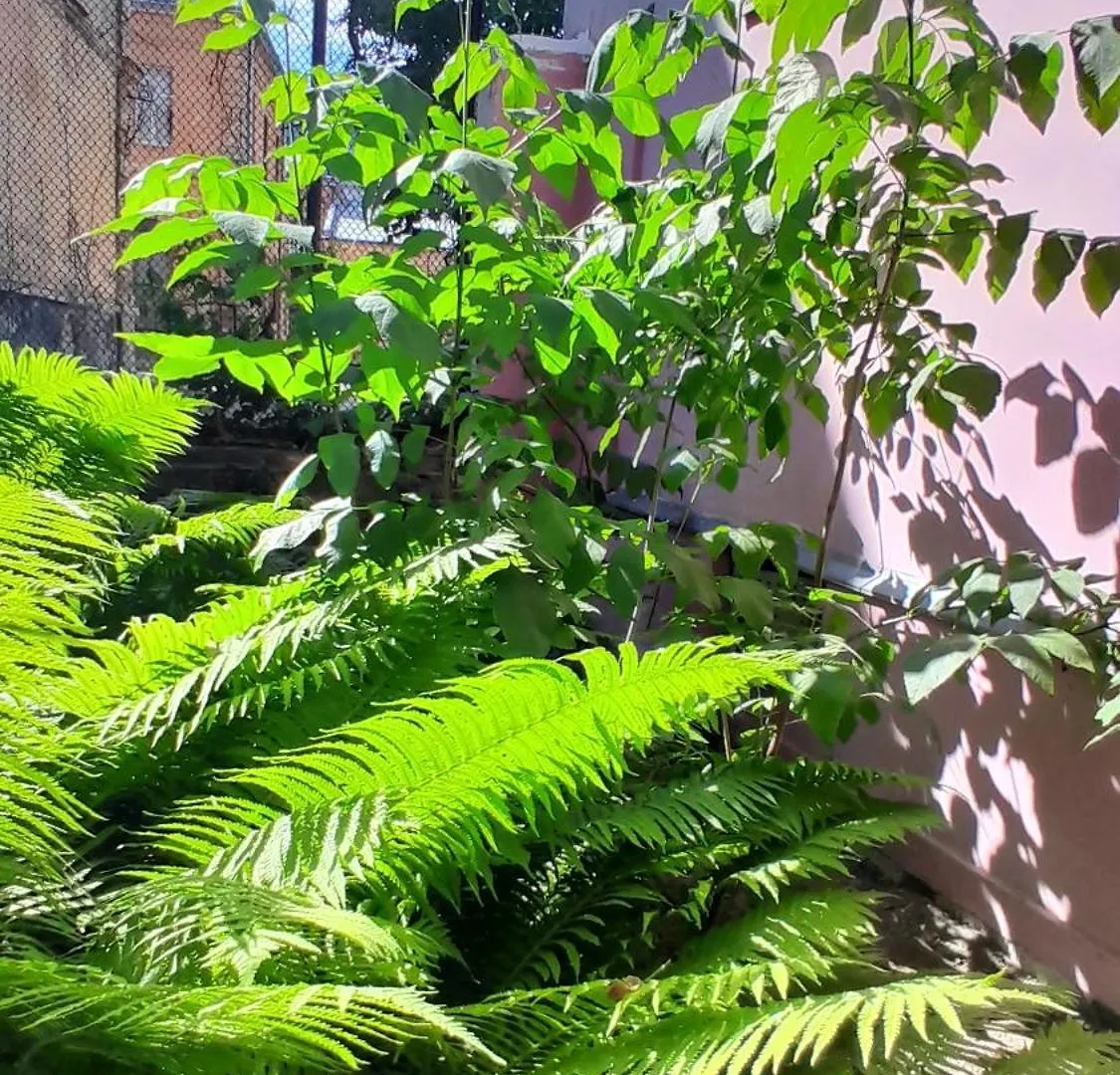 1Ком Апартаменты,Парковка,Улхорватская 0*, Lviv